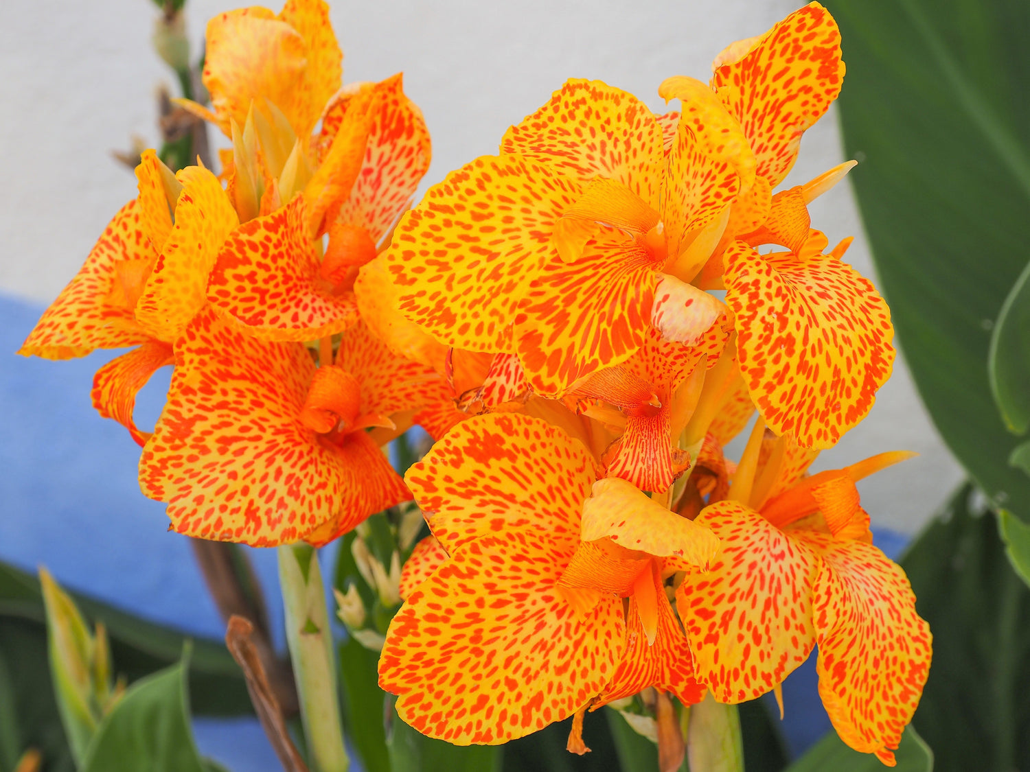 5 semillas de flores de Canna Indica de Indian Shot de lirio de canna amarillo