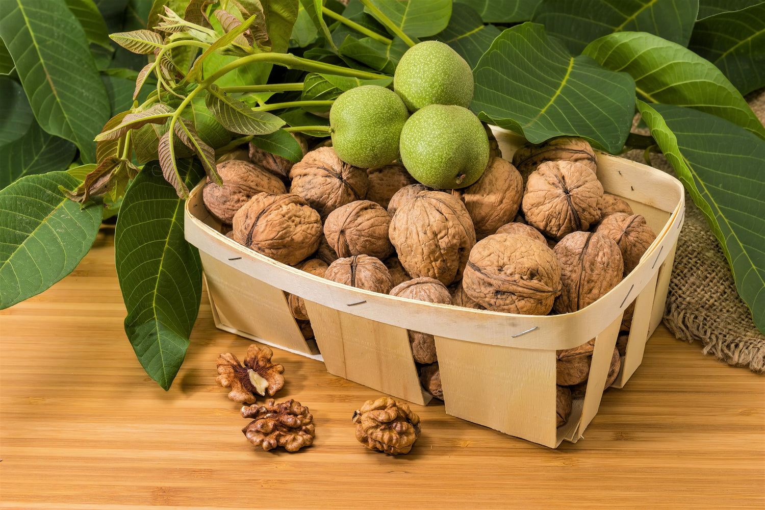 5 semillas de nogal inglés (Juglans regia orientis), también conocido como nogal común, resistente de los Cárpatos y de Persia.