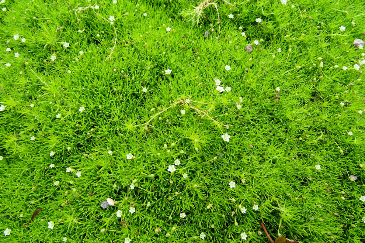 50 semillas de musgo irlandés, brezo, sagina subulata, flores blancas