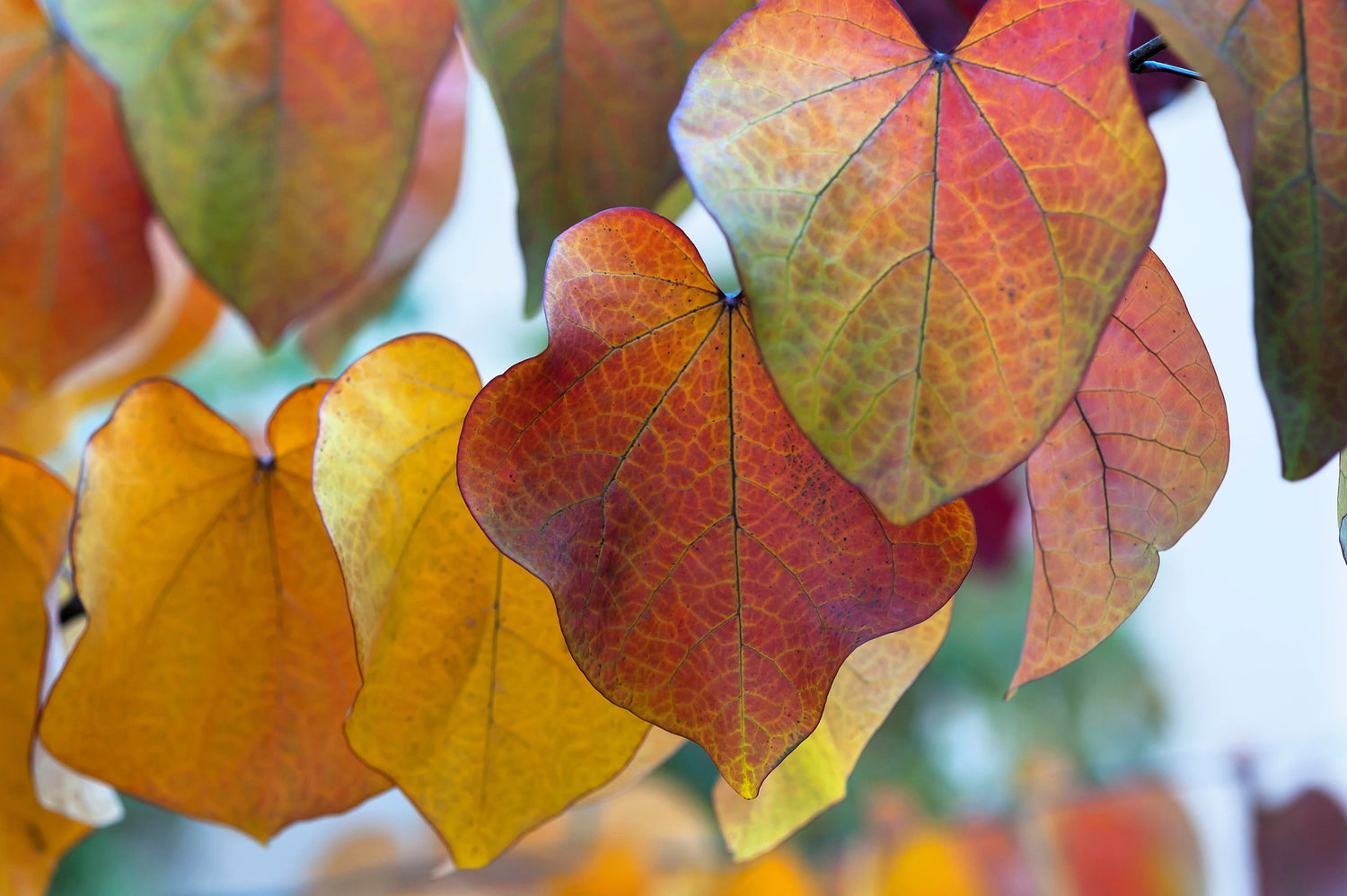 25 semillas de árbol de Judas, árbol del amor europeo, Cercis siliquastrum, flores de color rosa y morado