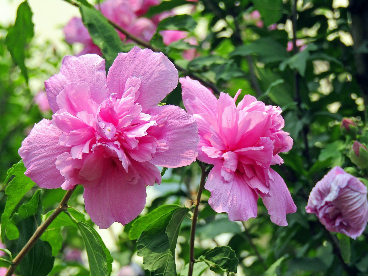 50 semillas de rosa de Siria (HIBISCO Syriacus), arbusto de flores, colores variados