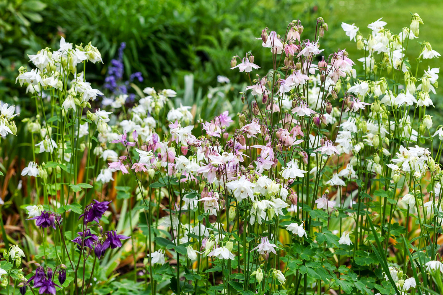 100 semillas de Aquilegia vulgaris, doble aguileña alta, colores mixtos: rojo, rosa, morado y blanco