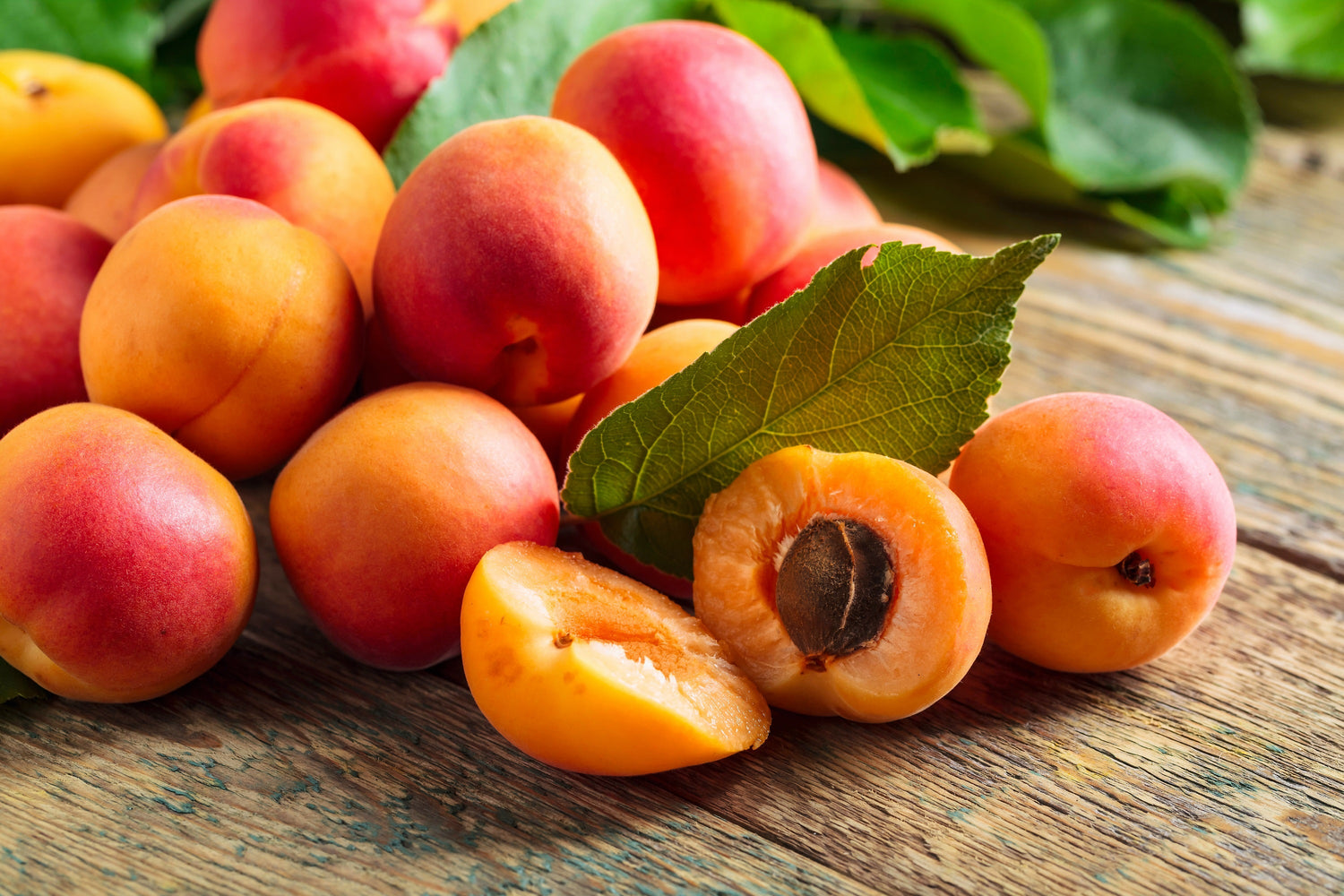 5 semillas de albaricoque de Manchuria (Prunus mandshurica)