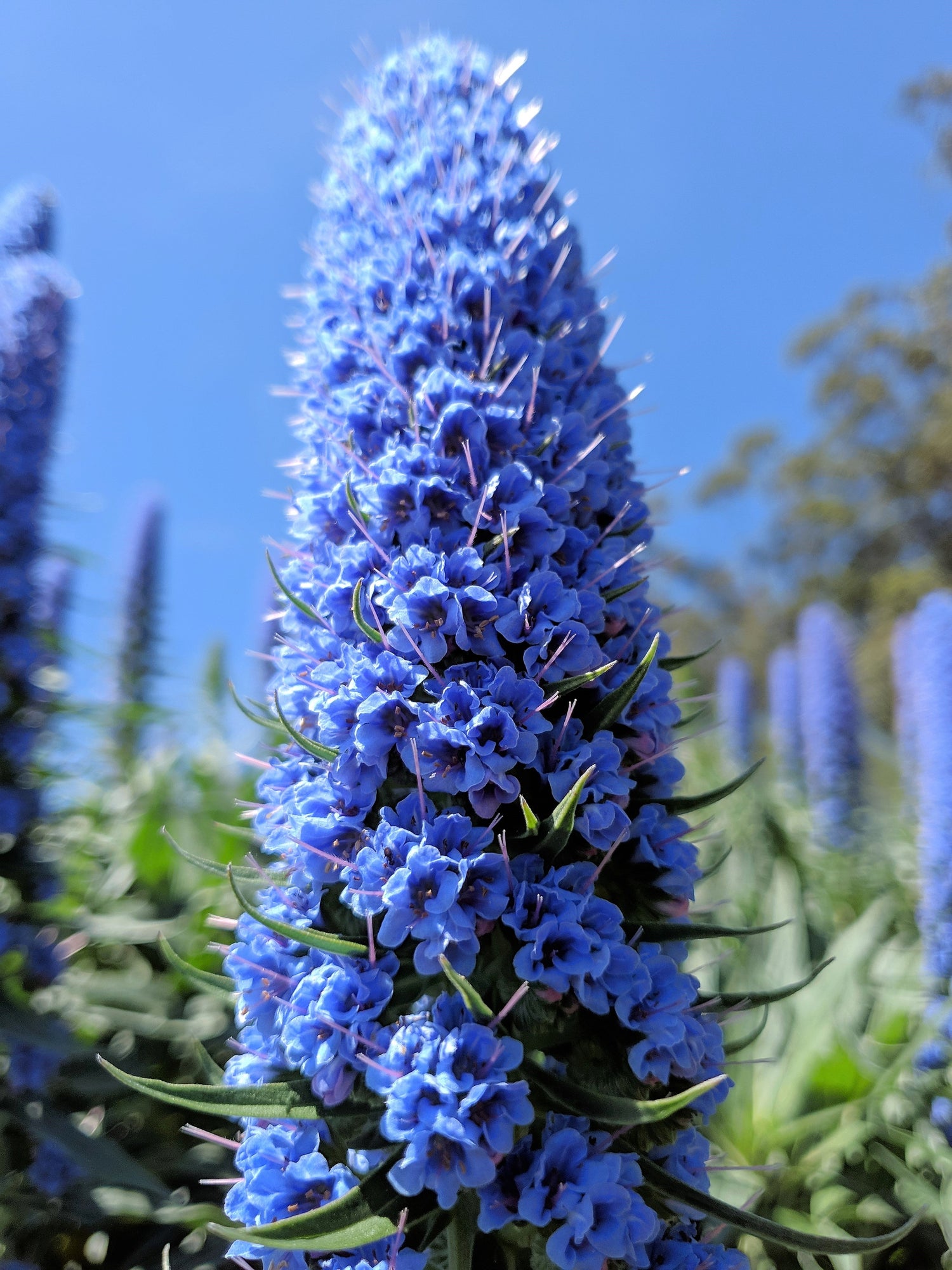 40 semillas de flores de néctar de Echium candicans fastuosum, orgullo azul de Madeira