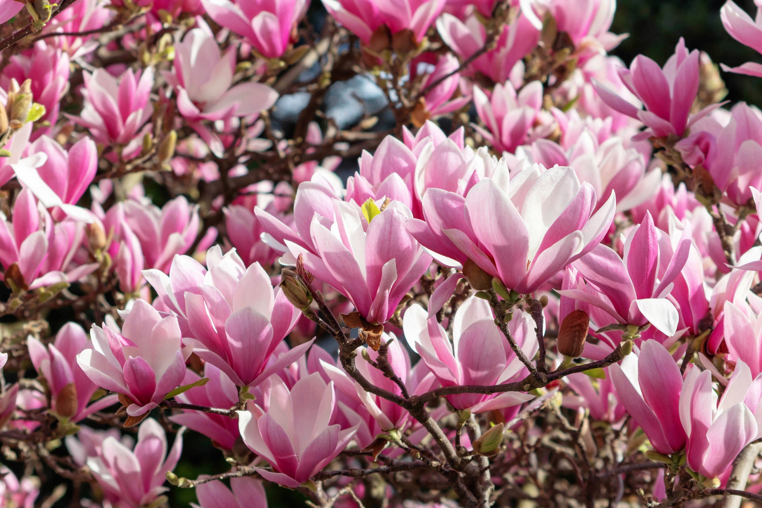 5 LIRIO MAGNOLIA ÁRBOL DE FLOR Tulipán Fragante Rosa y Púrpura Magnol Liliiflora Semillas