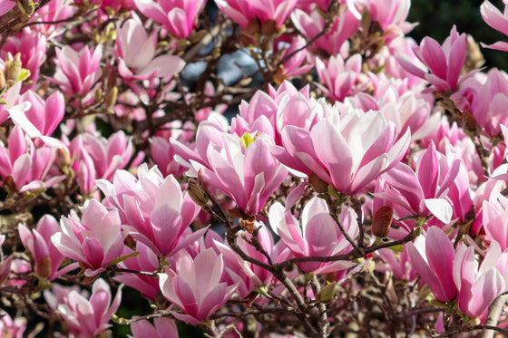5 LIRIO MAGNOLIA ÁRBOL DE FLOR Tulipán Fragante Rosa y Púrpura Magnol Liliiflora Semillas