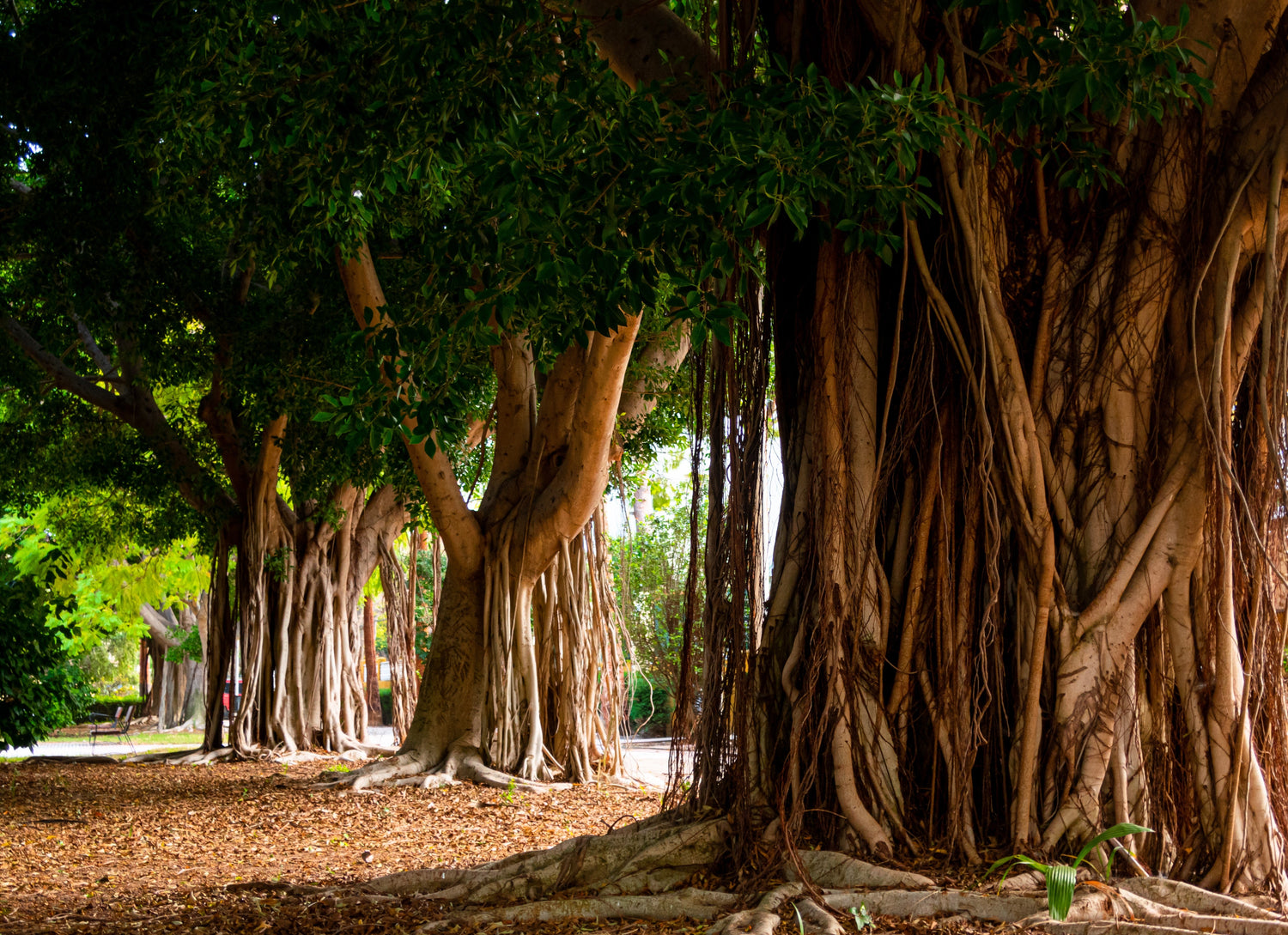 50 semillas de higuera banyan (Ficus benghalensis de las Indias Orientales), planta de interior de raíz aérea