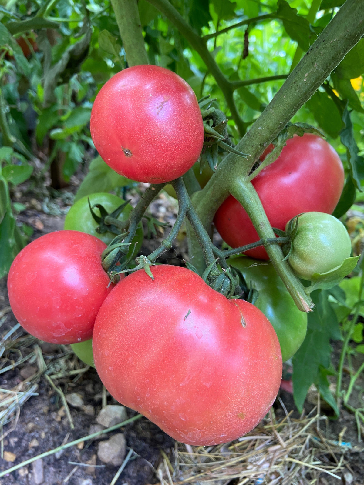 50 semillas gigantes de tomate rosa belga de piel rosada, Lycopersicon, fruta y verdura.