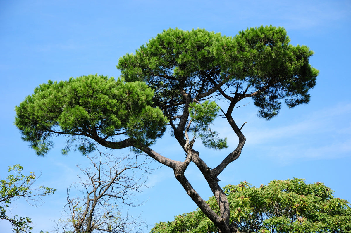 5 semillas de pino piñonero italiano (Pinus pinea)