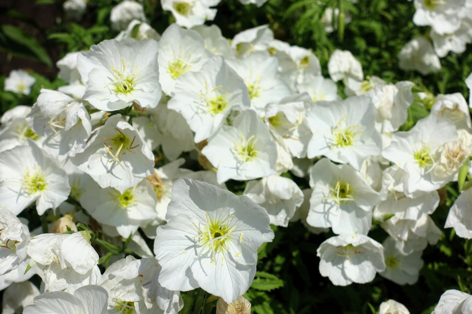 250 semillas de flores de Oenothera pallida (Ranúnculo blanco/gotas de sol) blancas