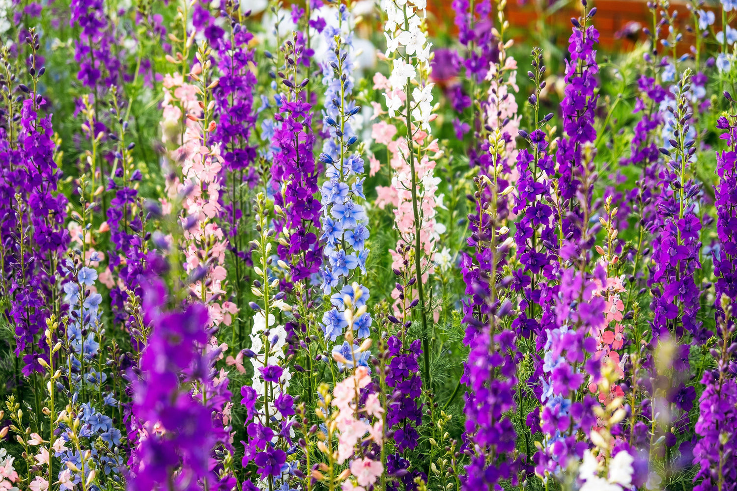 100 ROCKET LARKSPUR DELPHINIUM Consolida Giant Imperial Mixed Colors Flower Seeds