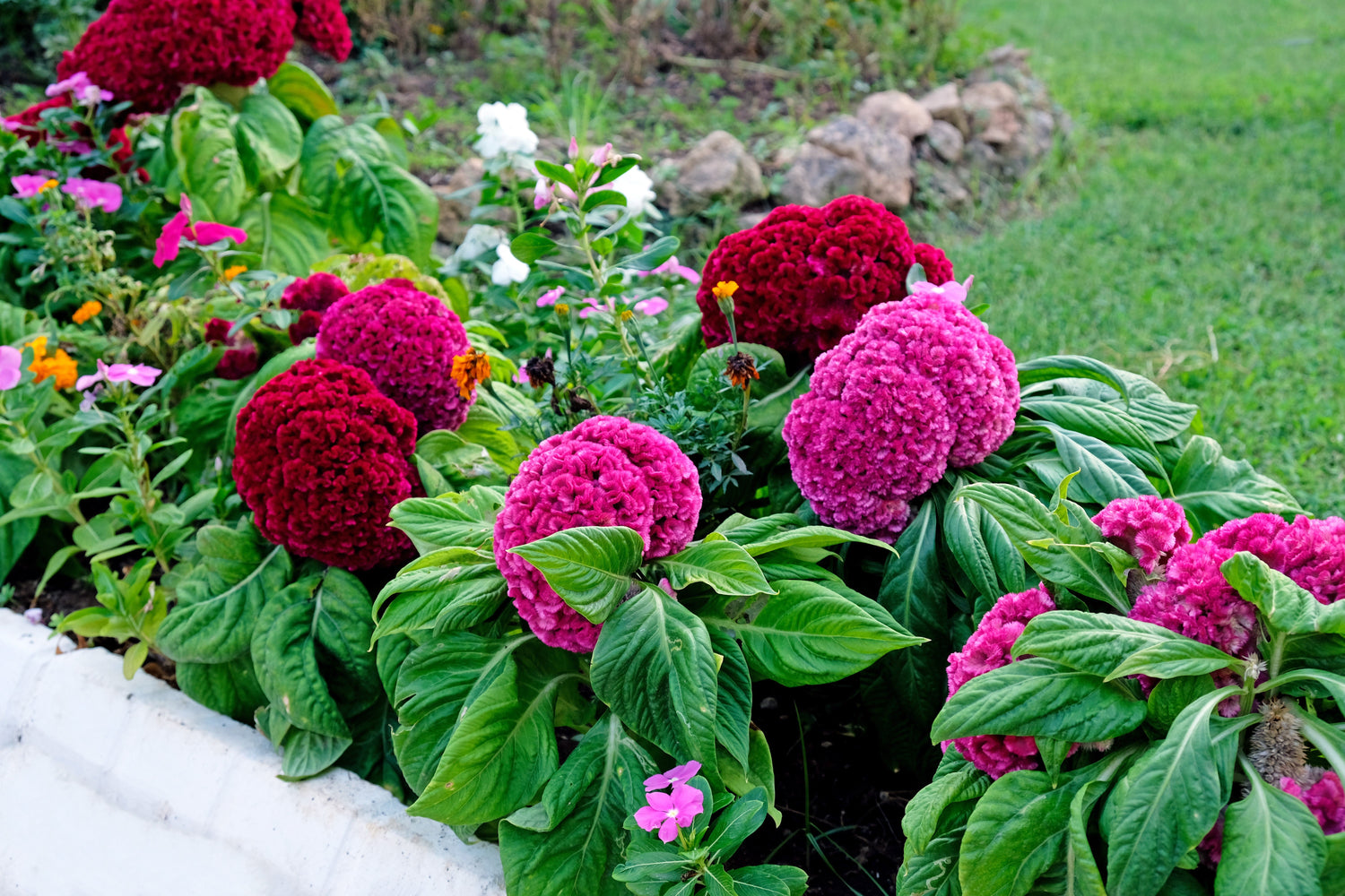100 CORAL GARDENS Mix CELOSIA Cresta de gallo Celosia Argentea Cristata Semillas de flores