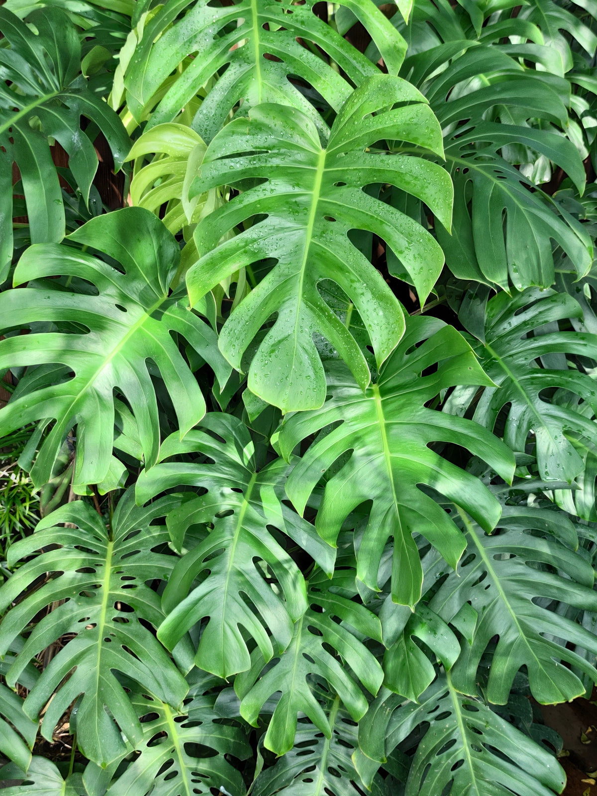 5 semillas orgánicas de filodendro de hoja dividida Monstera Deliciosa, planta de queso suizo