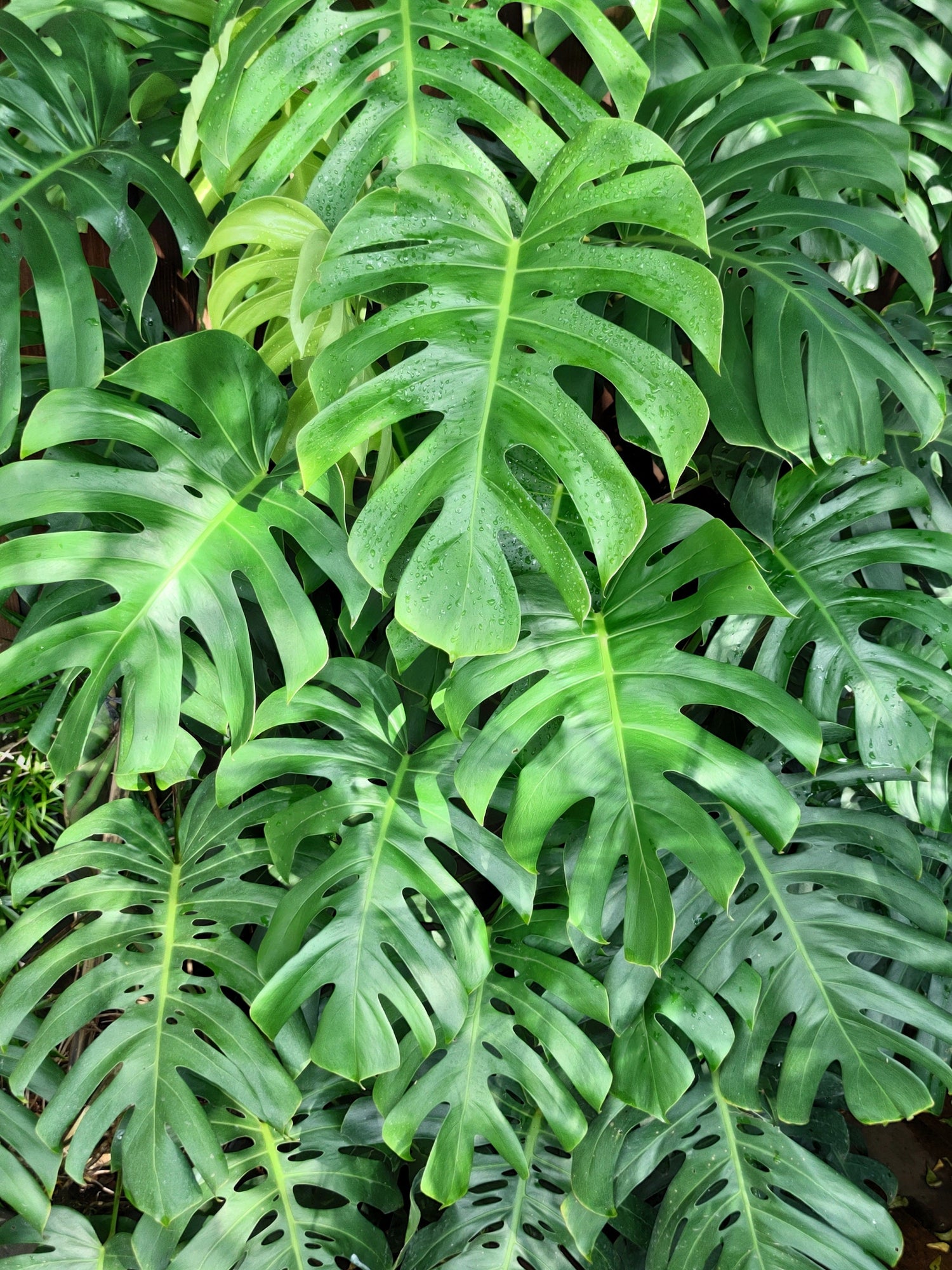 5 semillas orgánicas de filodendro de hoja dividida Monstera Deliciosa, planta de queso suizo