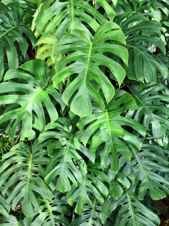 5 semillas orgánicas de filodendro de hoja dividida Monstera Deliciosa, planta de queso suizo