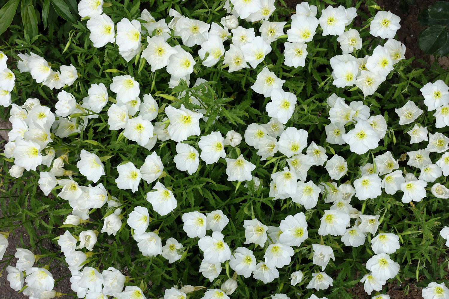 250 semillas de flores de Oenothera pallida (Ranúnculo blanco/gotas de sol) blancas