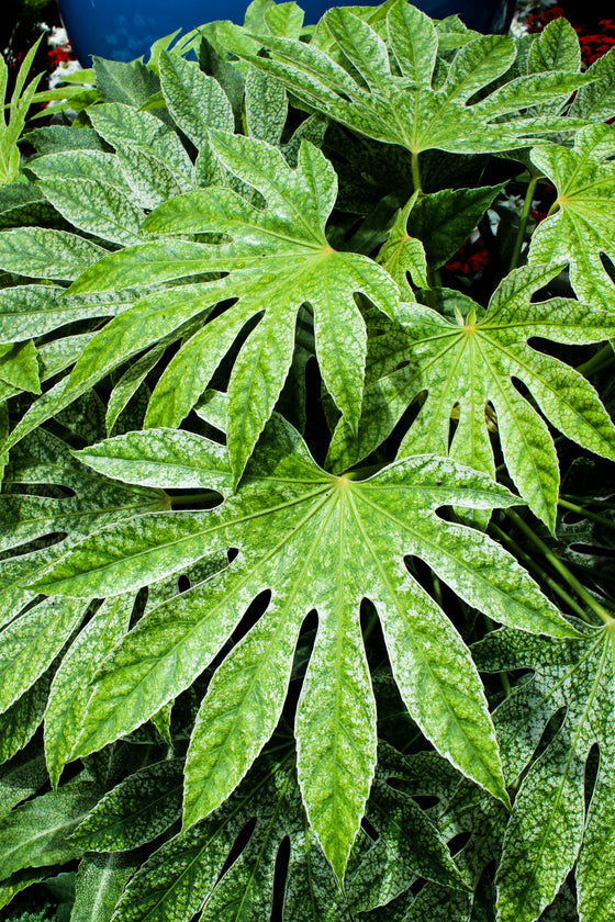 10 semillas de Fatsia Aralia Japonica (planta de papel)