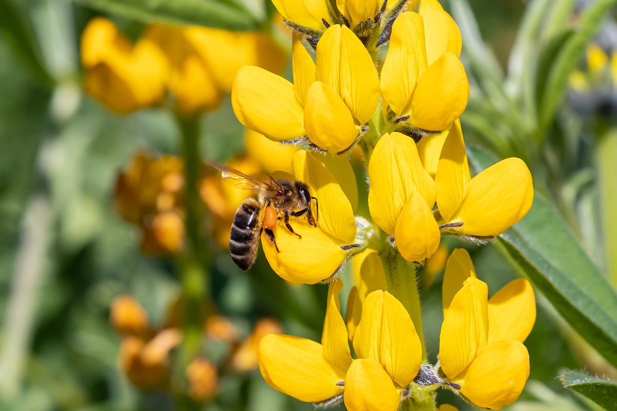 50 semillas de altramuz dorado (Lupinus densiflorus), colibrí amarillo