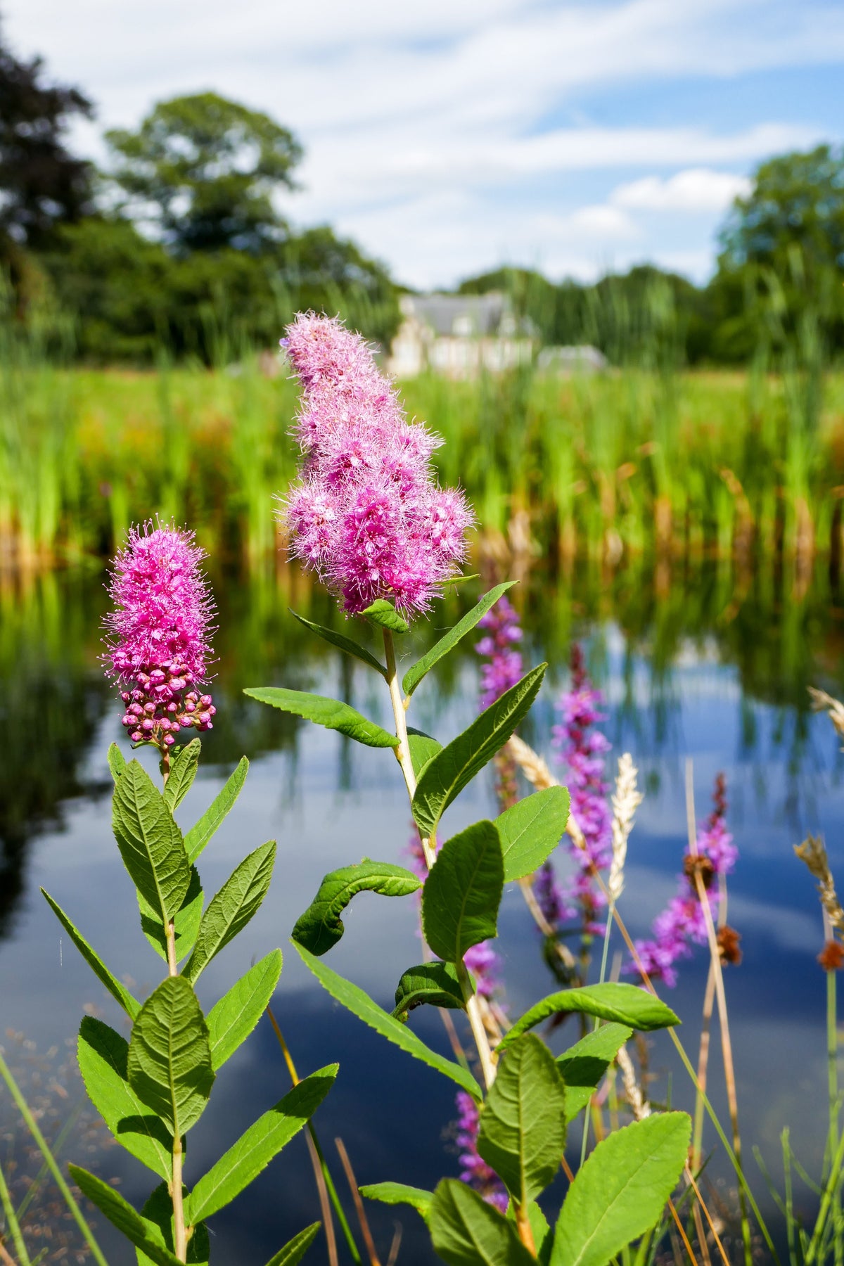 50 semillas de flores de arbusto STEEPLEBUSH rosa Hardhack Meadow Sweet Spirea Spiraea Tomentosa