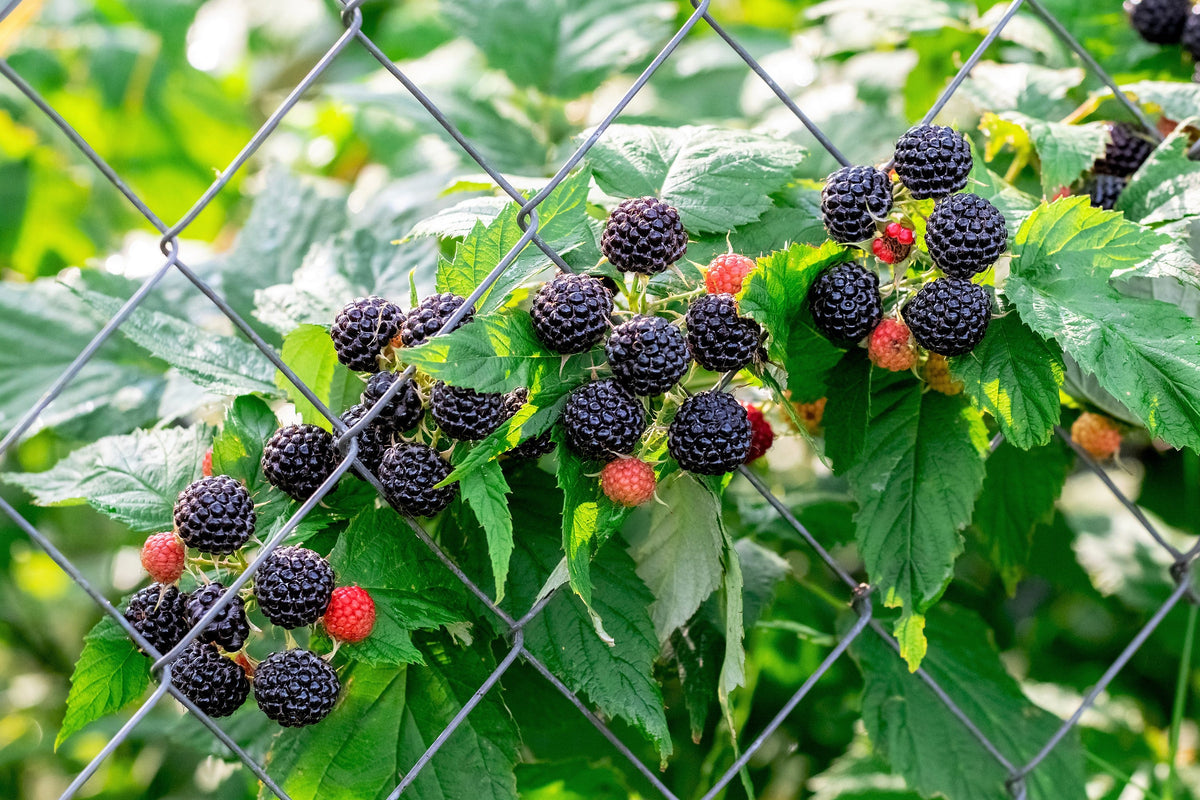 50 semillas de frambuesa negra (Rubus leucodermis)