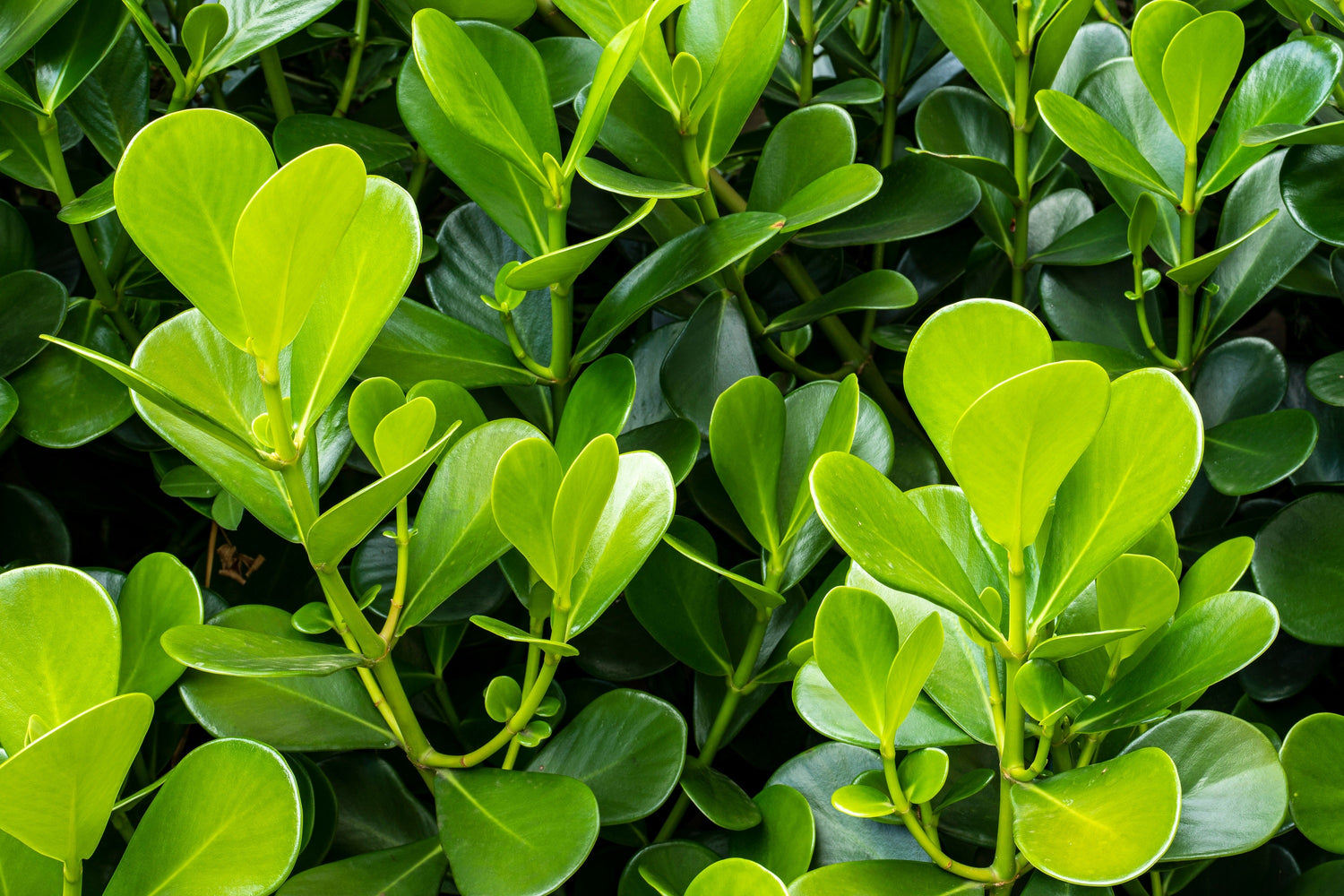 40 semillas de arbusto coreano Buxus Microphylla Koreana de boj de hoja pequeña