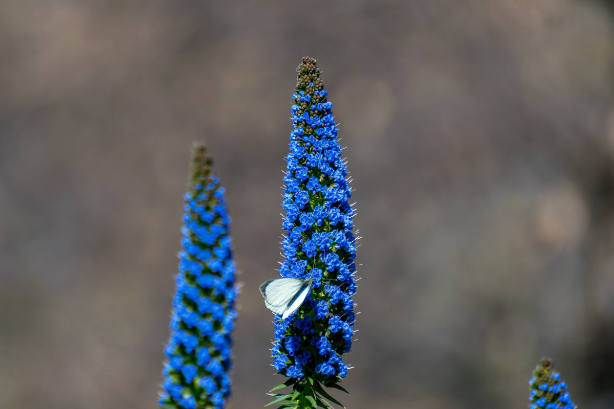 40 Blue PRIDE OF MADEIRA Echium Candicans Fastuosum Nectar Flower Seeds