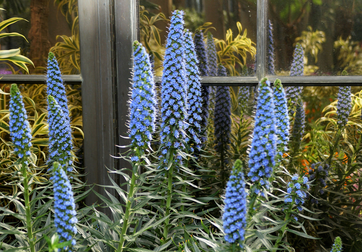 40 Blue PRIDE OF MADEIRA Echium Candicans Fastuosum Nectar Flower Seeds