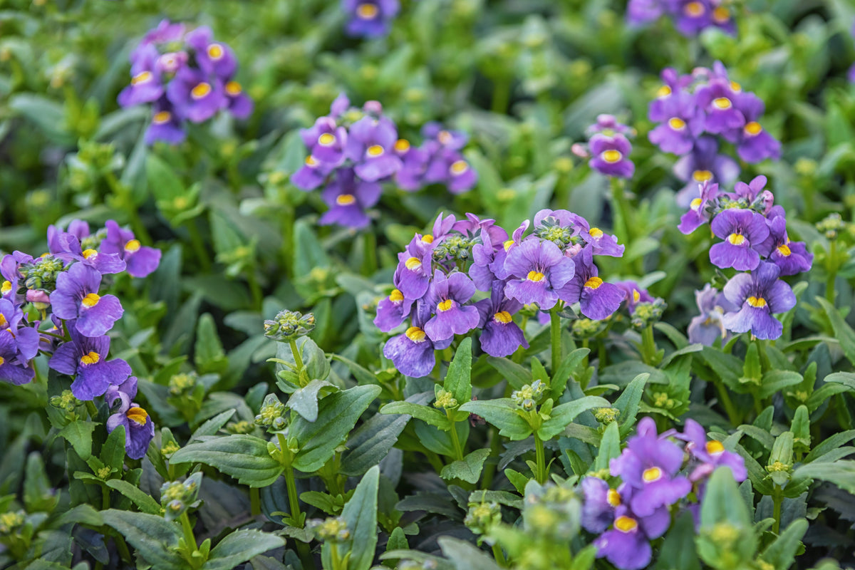 50 semillas de flores de Nemesia Strumosa, gema azul