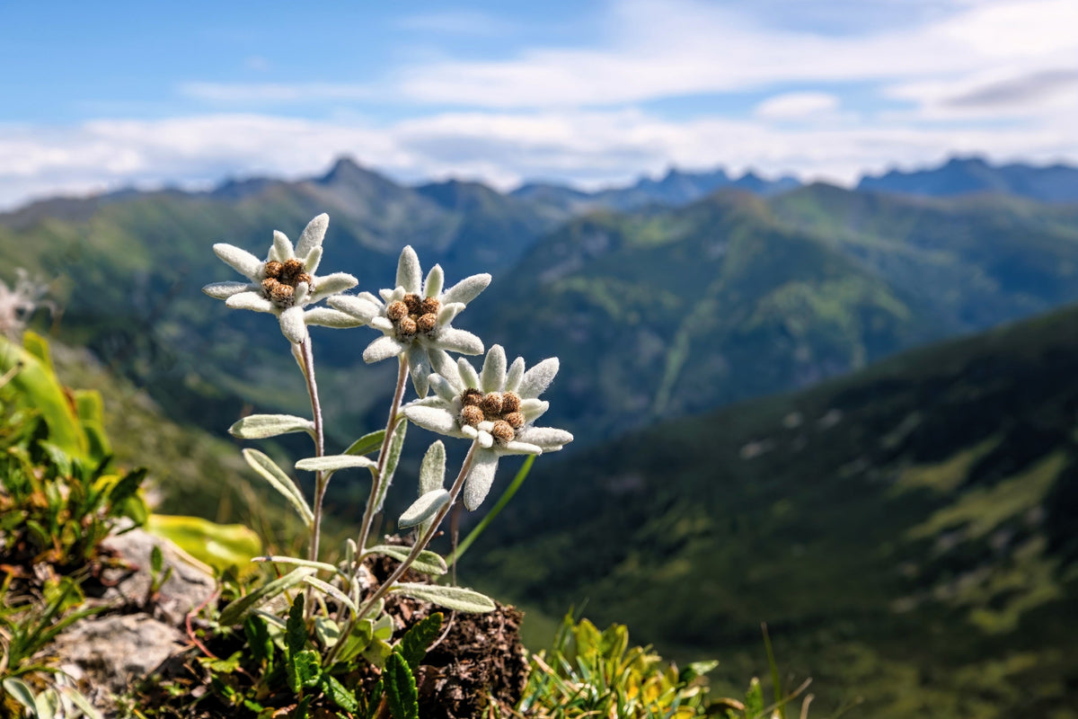 50 semillas de flor blanca de EDELWEISS Leontopodium Alpinum
