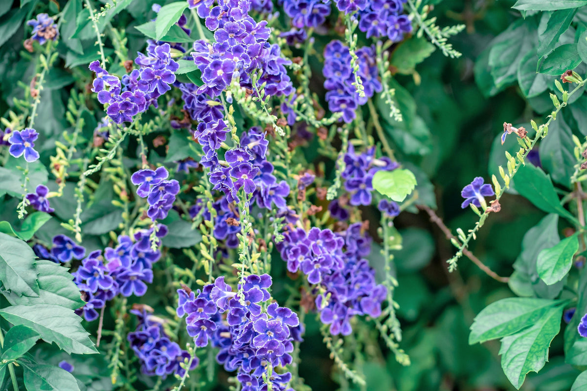 10 semillas de Duranta Erecta Repens, arbusto ornamental de bayas de color naranja, follaje dorado, flores blancas, violetas y moradas.