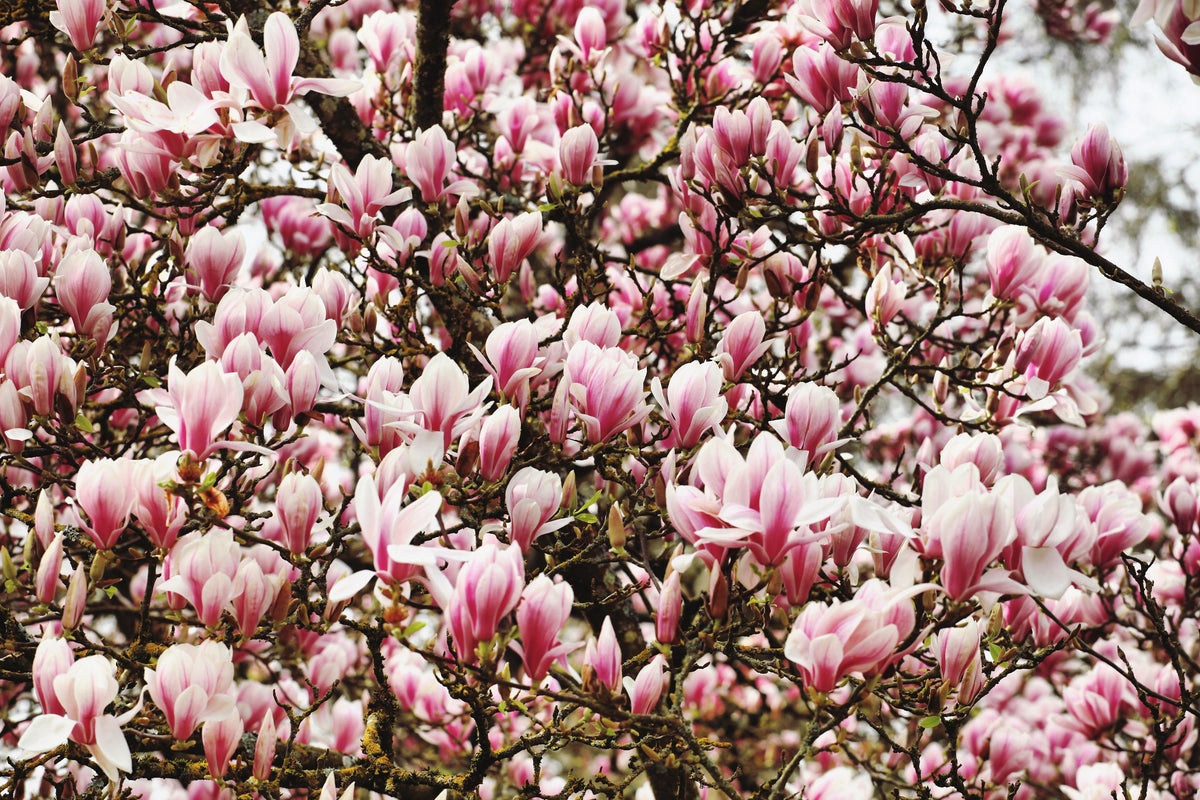 5 LIRIO MAGNOLIA ÁRBOL DE FLOR Tulipán Fragante Rosa y Púrpura Magnol Liliiflora Semillas