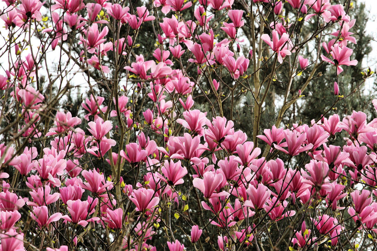 5 LIRIO MAGNOLIA ÁRBOL DE FLOR Tulipán Fragante Rosa y Púrpura Magnol Liliiflora Semillas