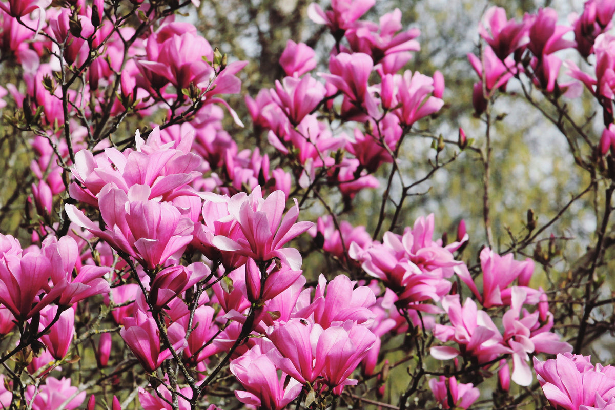 5 LIRIO MAGNOLIA ÁRBOL DE FLOR Tulipán Fragante Rosa y Púrpura Magnol Liliiflora Semillas