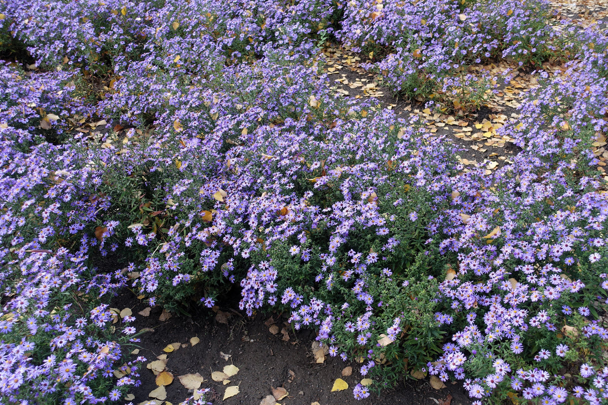 50 semillas de flores de ASTER BOTÓN DE ARROZ AZUL Dumosus