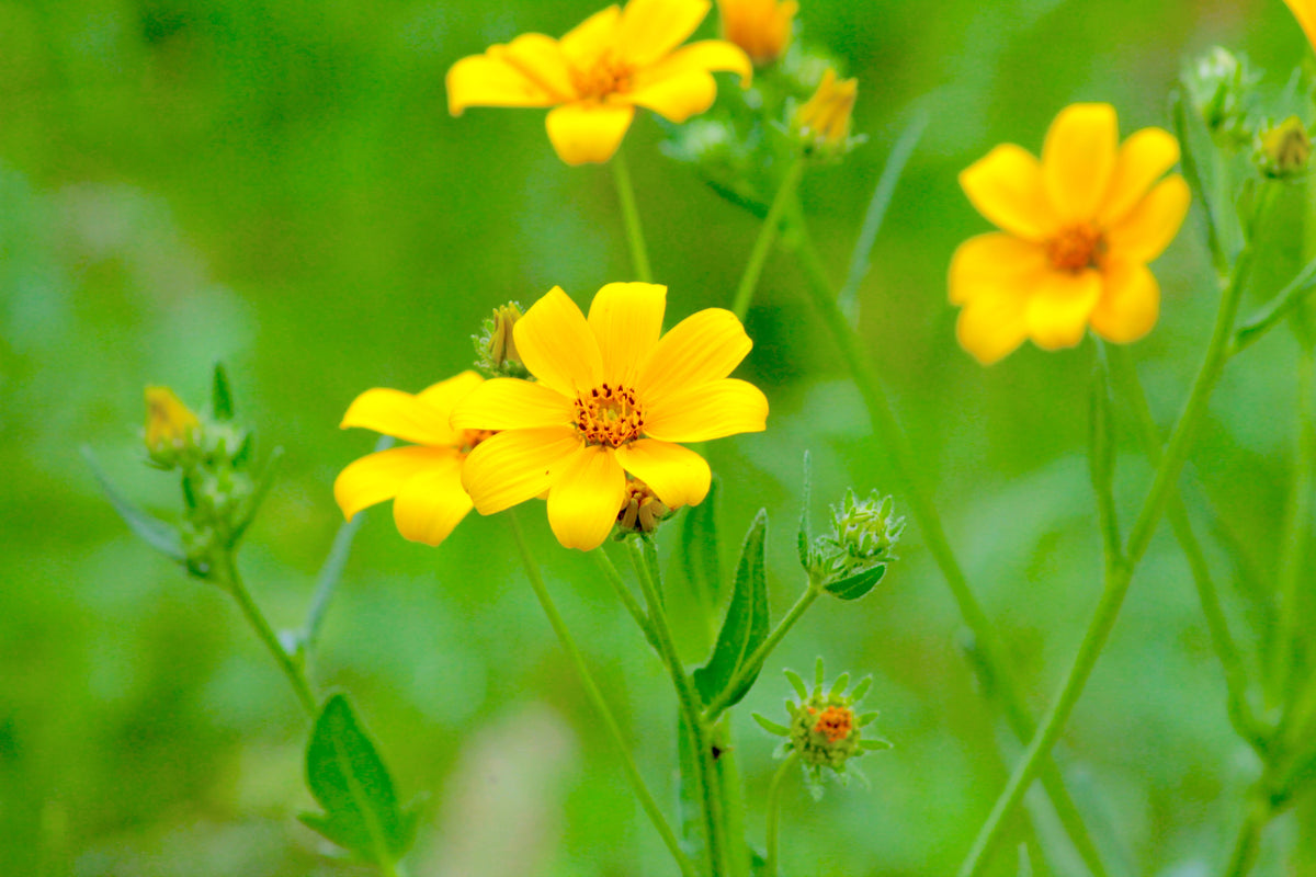 200 semillas de flores de caléndula amarilla de pantano Bidens Aristosa Mutica