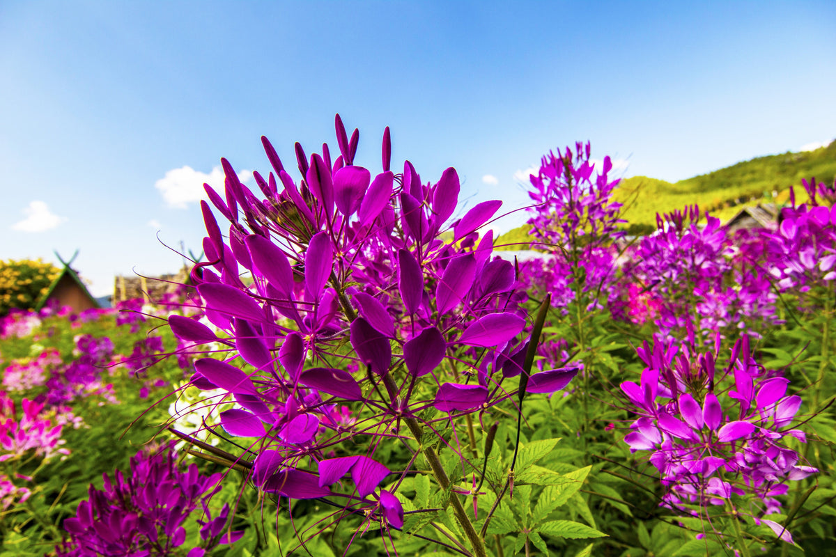 200 VIOLET QUEEN CLEOME Hassleriana Cleome Spinosa Purple Spider Flower Seeds