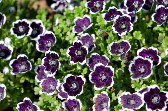50 semillas de flores de Penny Black - Nemophila Discoidalis Penny White