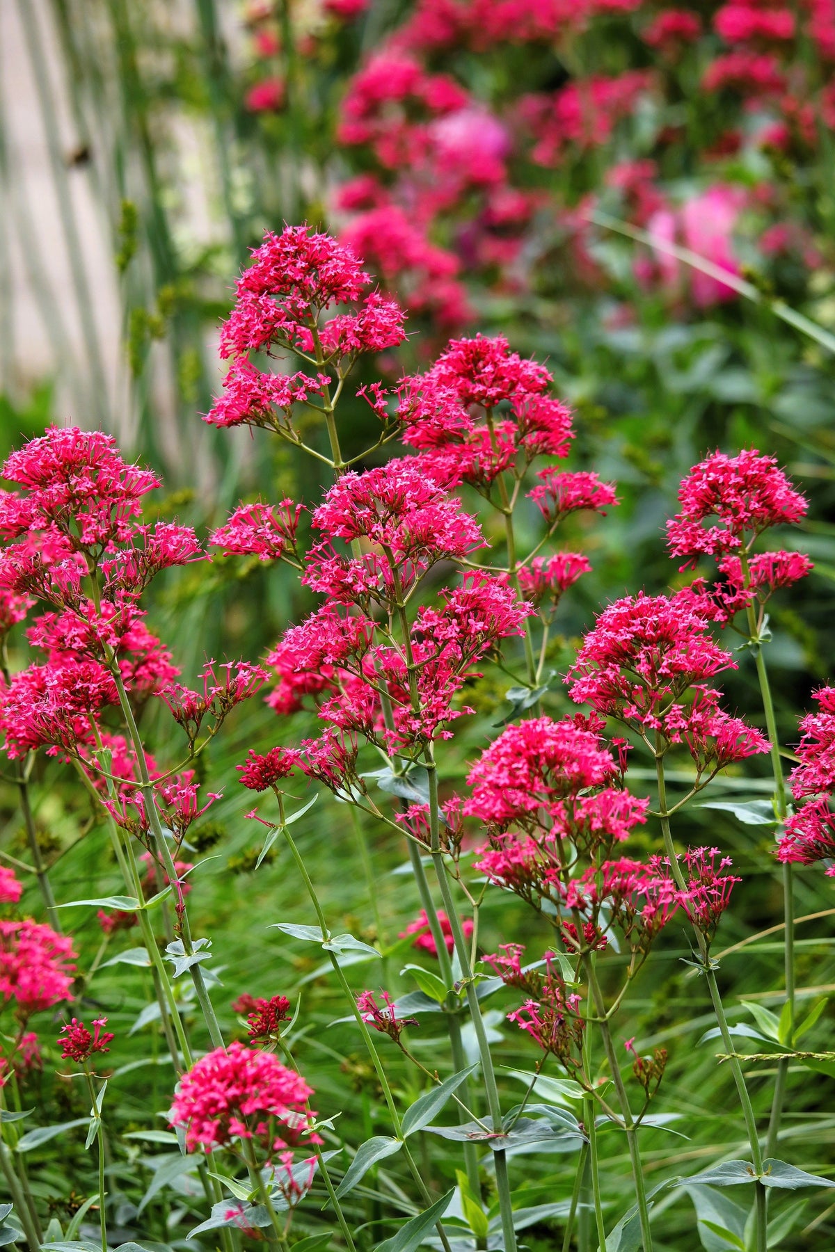 50 RED JUPITER'S BEARD Valerian Keys of Heaven Centranthus Ruber Flower Seeds