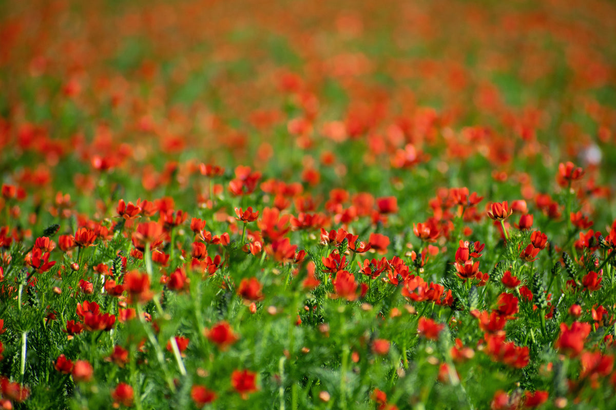 10 semillas de Adonis Aestivalis, flores rojas y negras, ojo de faisán de Adonis
