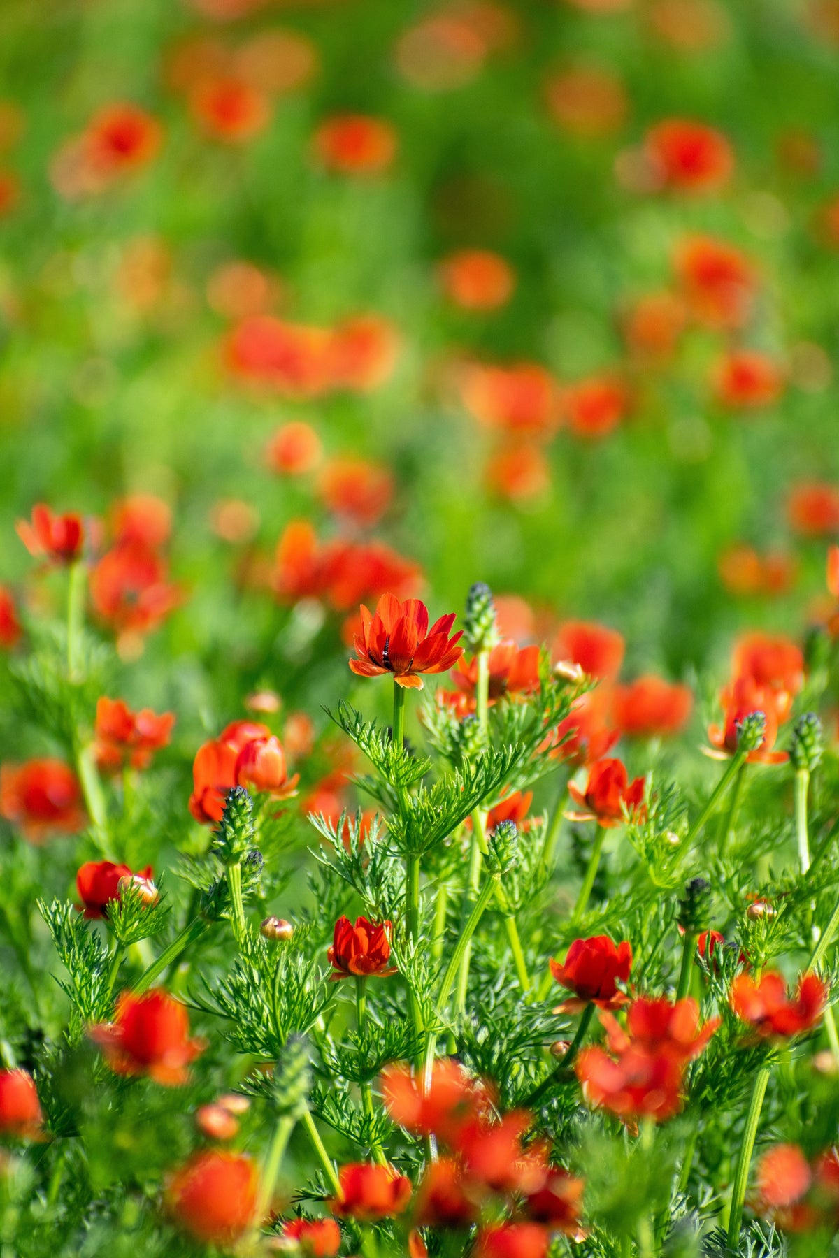 10 semillas de Adonis Aestivalis, flores rojas y negras, ojo de faisán de Adonis