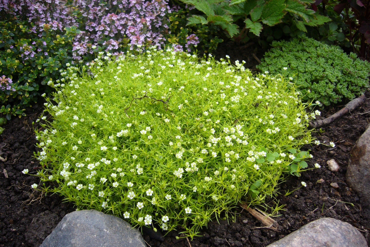 50 semillas de musgo irlandés, brezo, sagina subulata, flores blancas