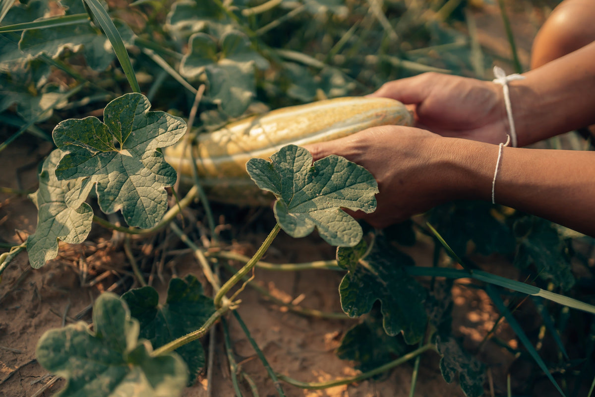 50 semillas de plátano y melón Cucumis Melo