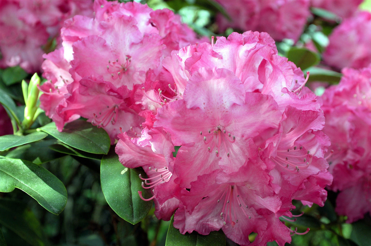 50 HÍBRIDOS MIXTOS DE RODODENDRO spp. Colores variados: rojo, rosa, morado, blanco, amarillo y naranja. Florece al sol o a la sombra. Semillas de arbusto.