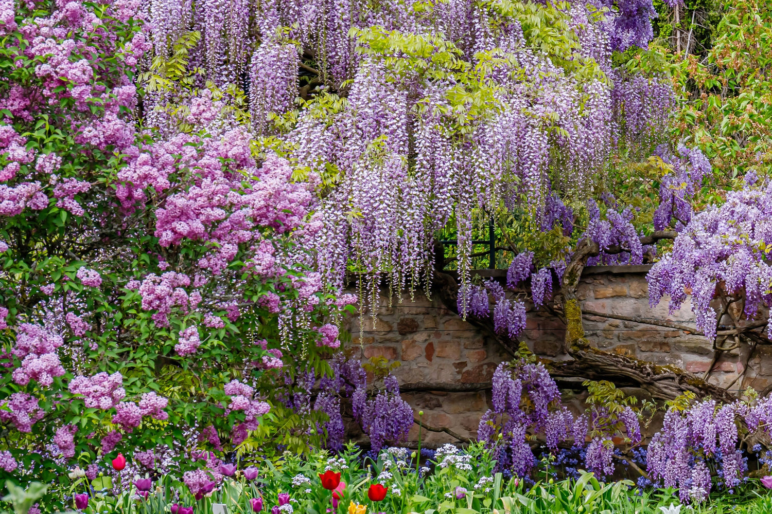 5 semillas de glicina japonesa, flor floribunda, enredadera ornamental morada.