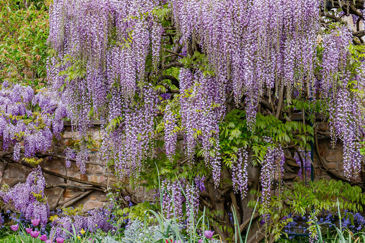 5 semillas de glicina japonesa, flor floribunda, enredadera ornamental morada.