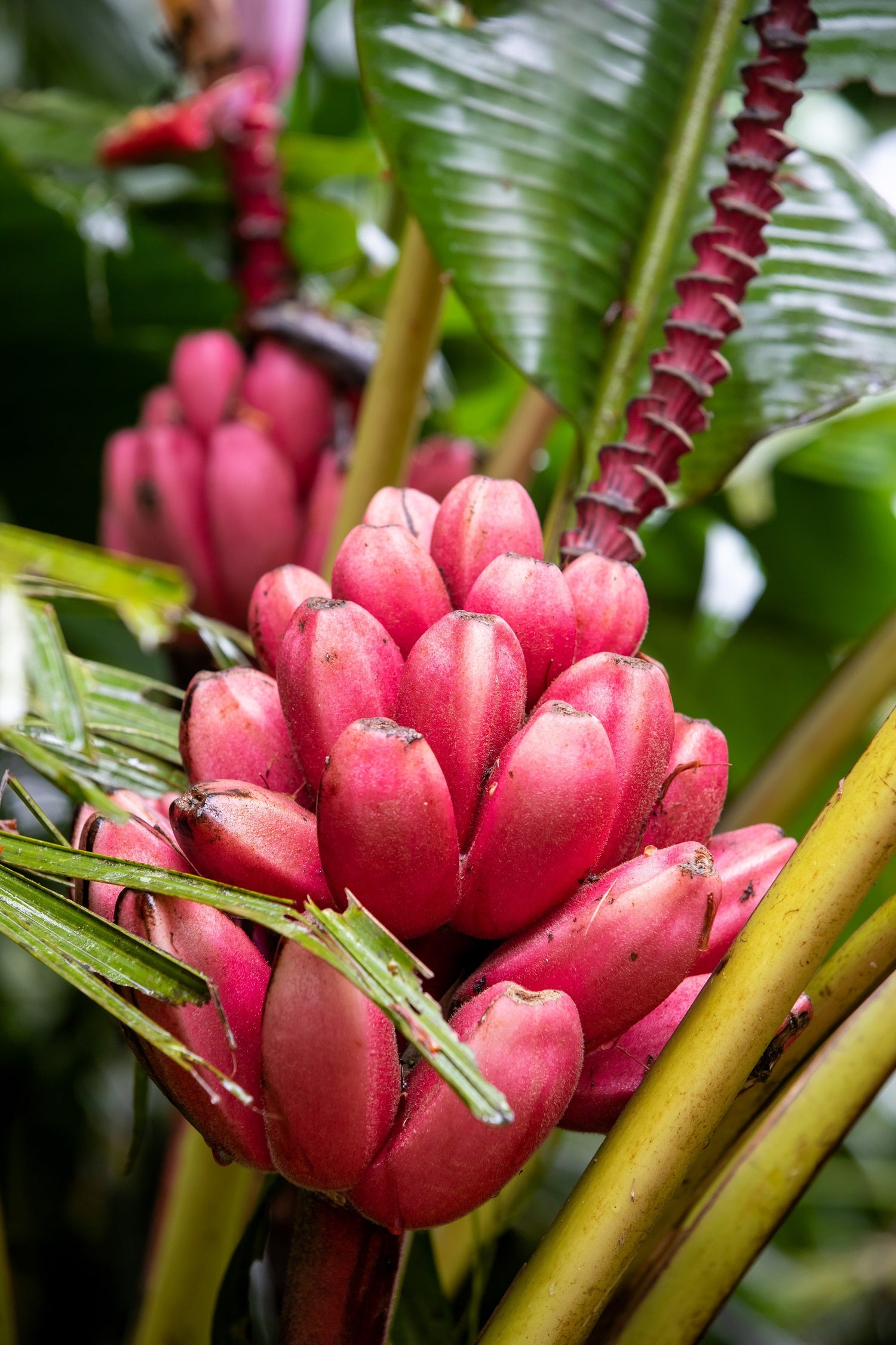 5 semillas de plátano rosa enano, Musa velutina, árbol frutal con flores