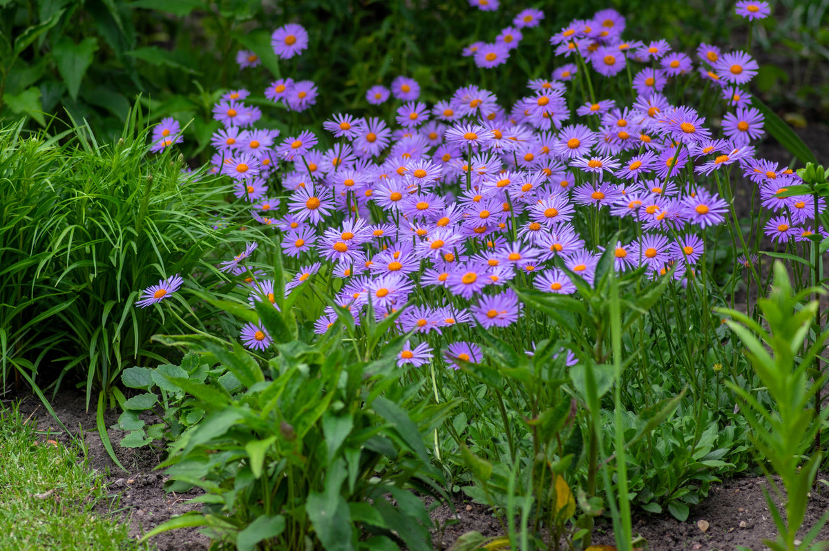 50 semillas de flores de aster Tongolensis de las Indias Orientales azules