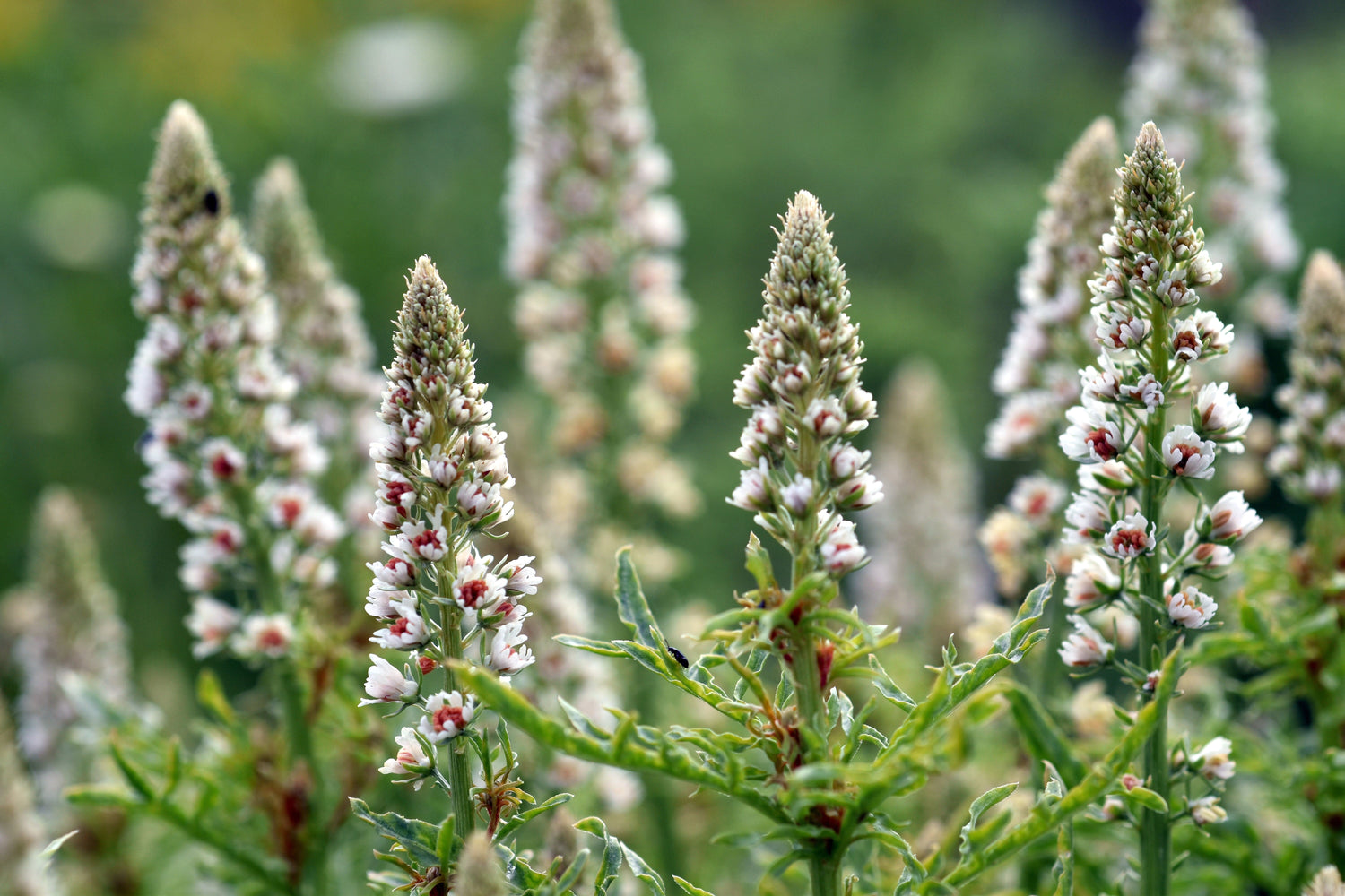 200 Semillas de flores MIGNONETTE BLANCA Reseda Alba muy FRAGANTES