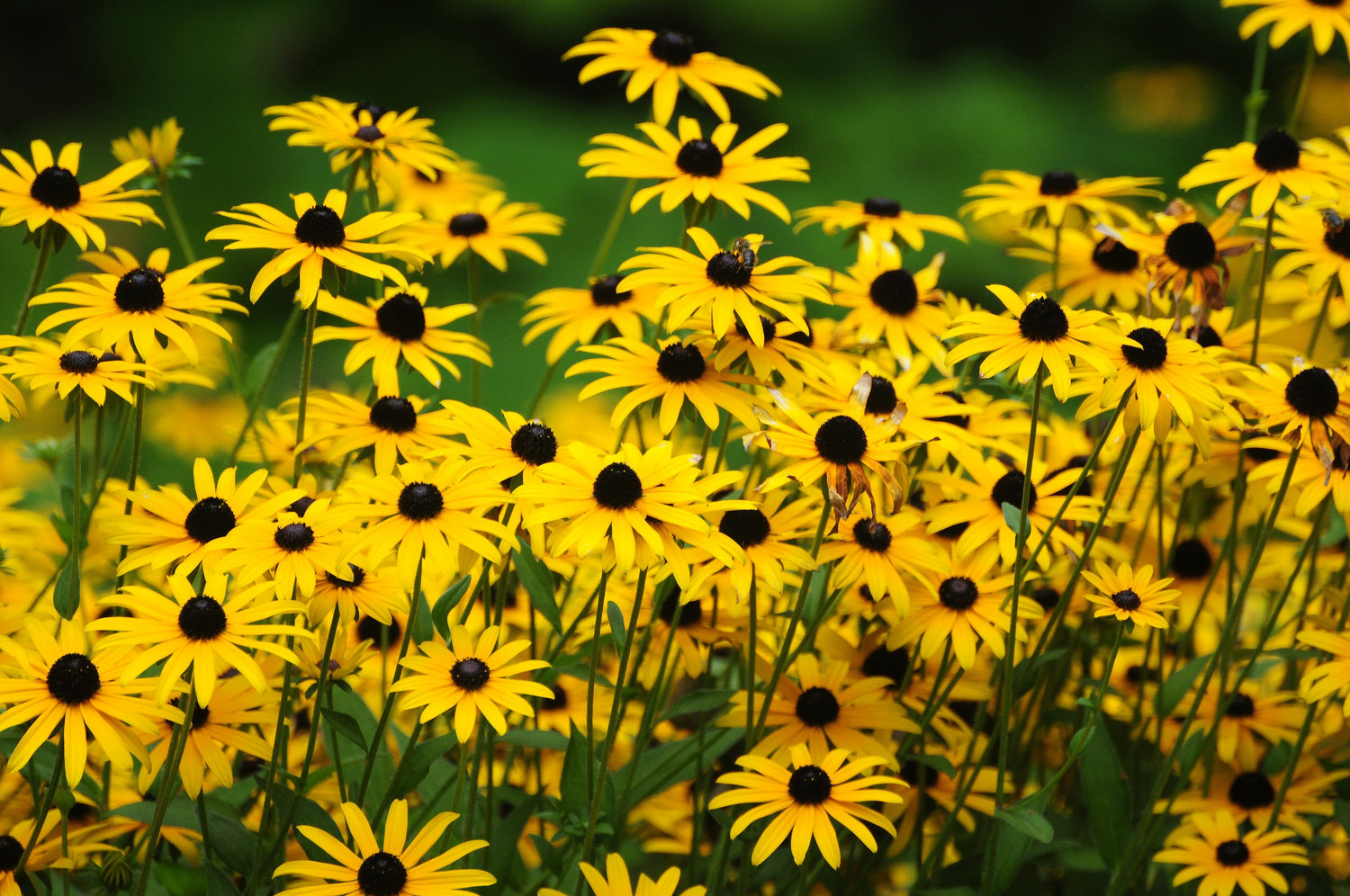 2000 BLACK EYED SUSAN Rudbeckia Hirta Semillas de flores nativas de reliquia amarilla