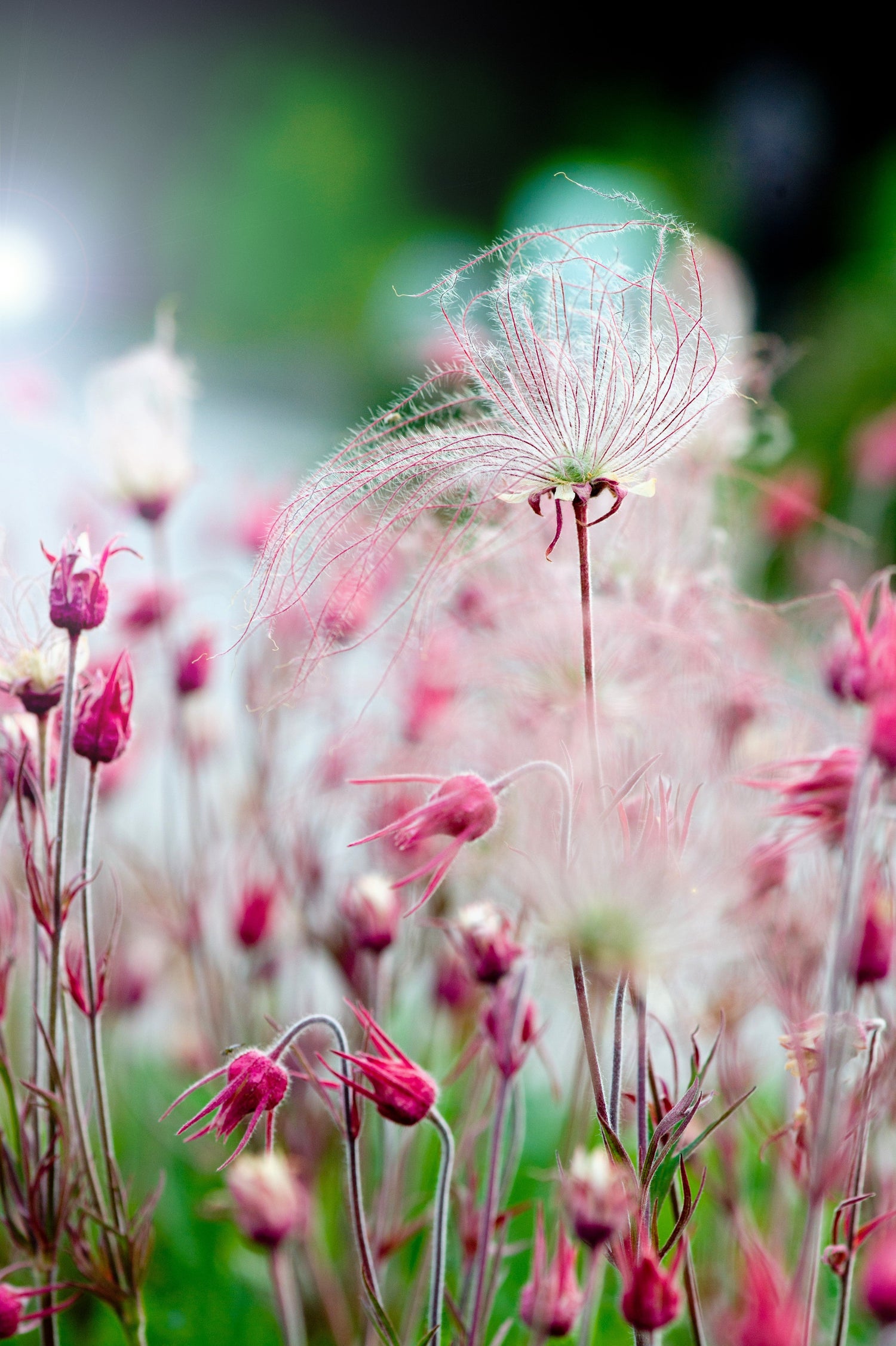 25 semillas de flores rosas de Geum Triflorum Purple Prairie Avens de PRAIRIE SMOKE